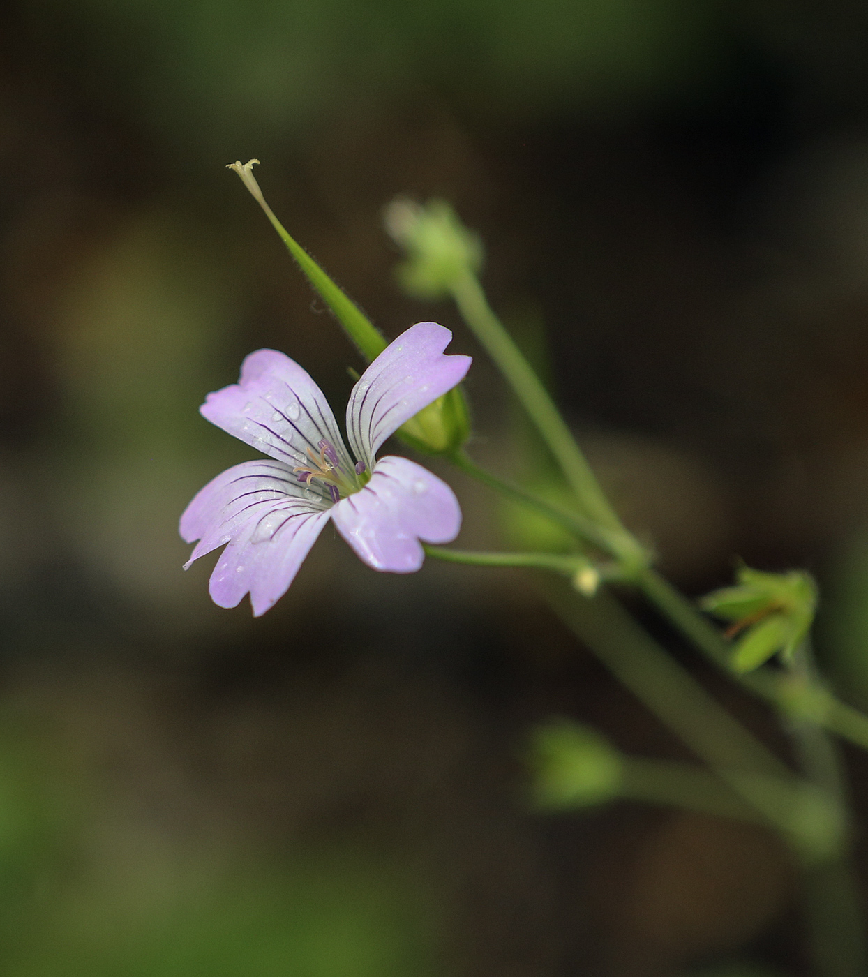 Image of Geranium gracile specimen.