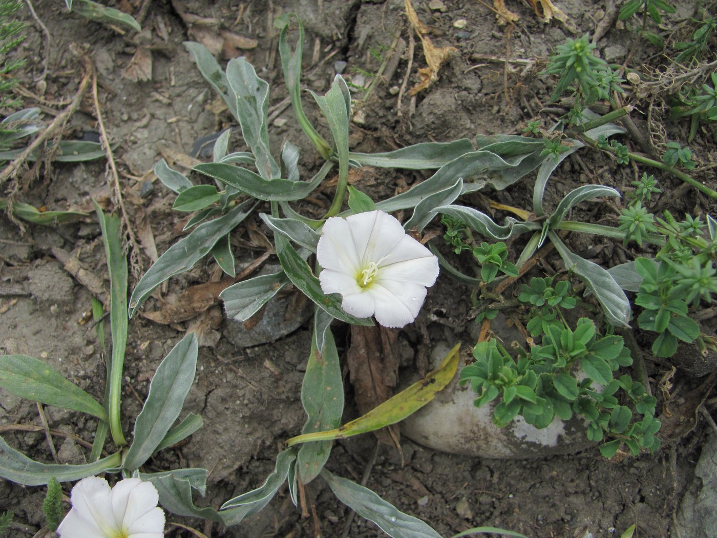 Изображение особи Convolvulus lineatus.