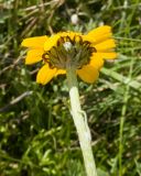 Anthemis sosnovskyana