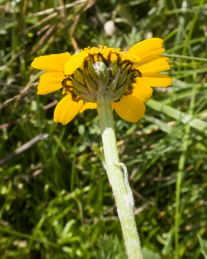 Image of Anthemis sosnovskyana specimen.