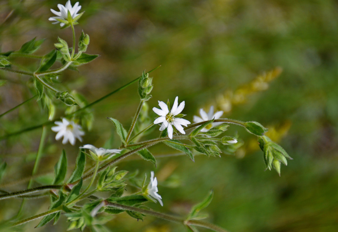 Image of Stellaria dichotoma specimen.