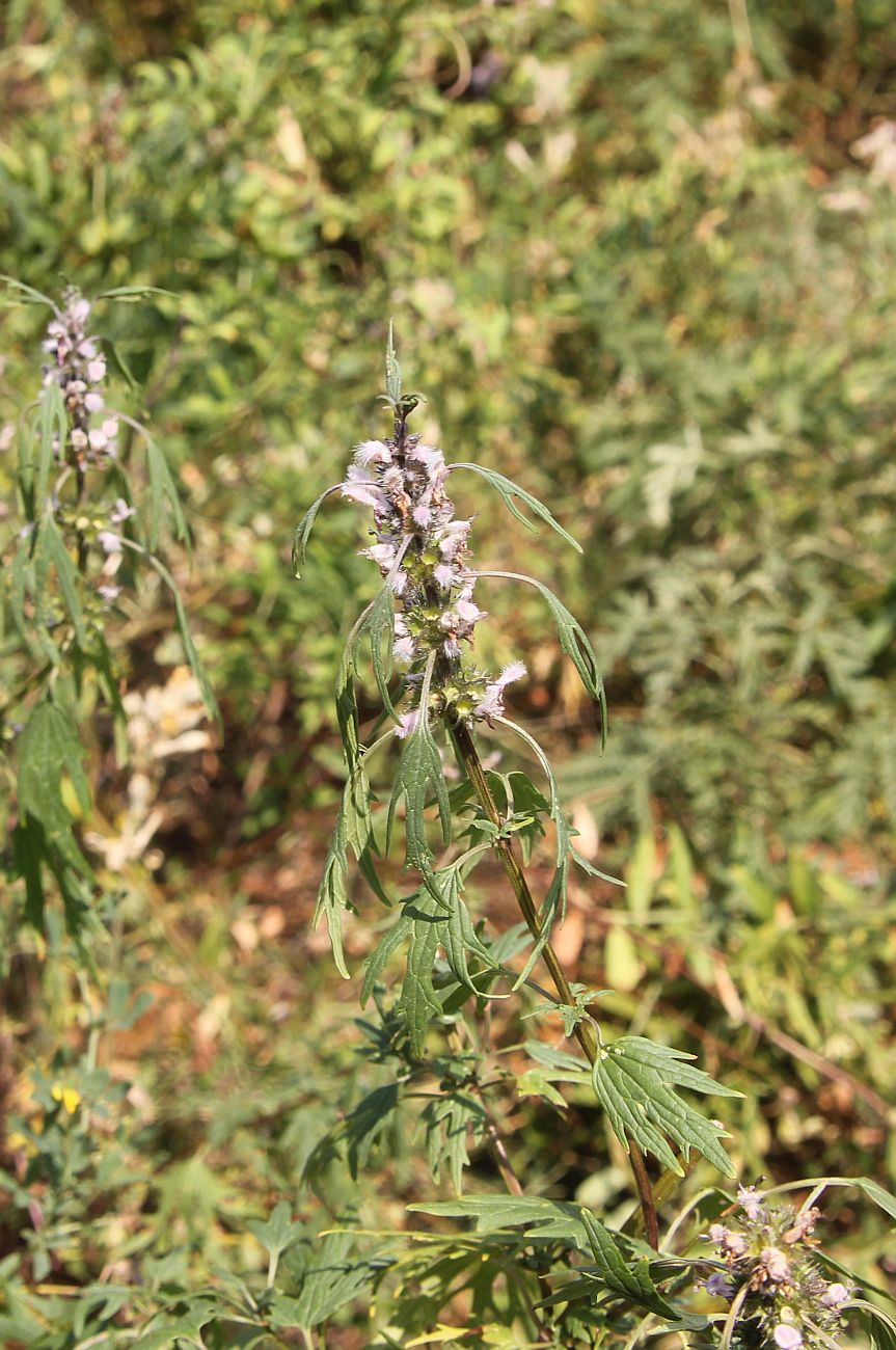 Image of genus Leonurus specimen.