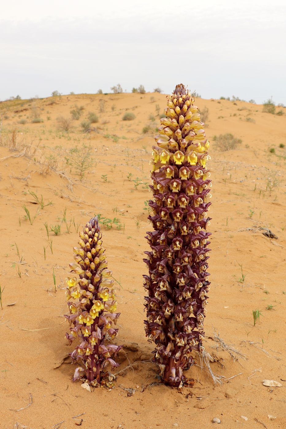 Image of Cistanche flava specimen.