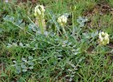 Astragalus calycinus