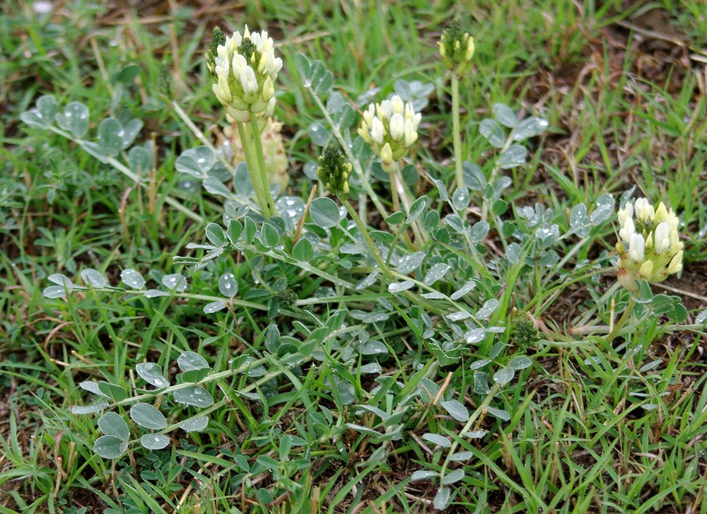 Изображение особи Astragalus calycinus.