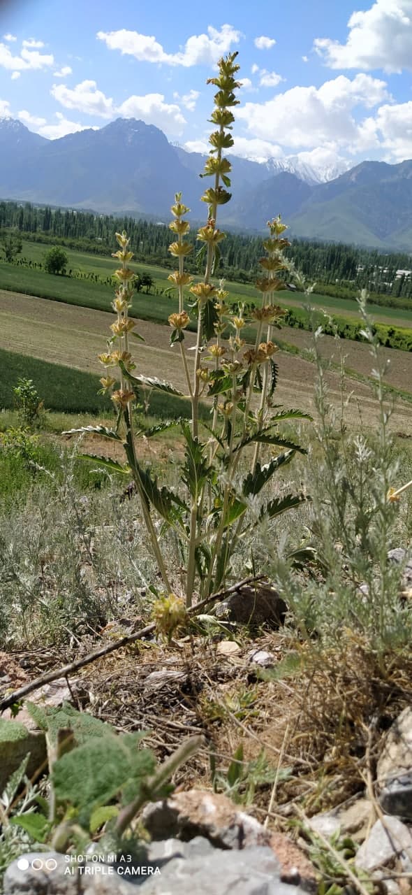 Image of Phlomoides pulchra specimen.