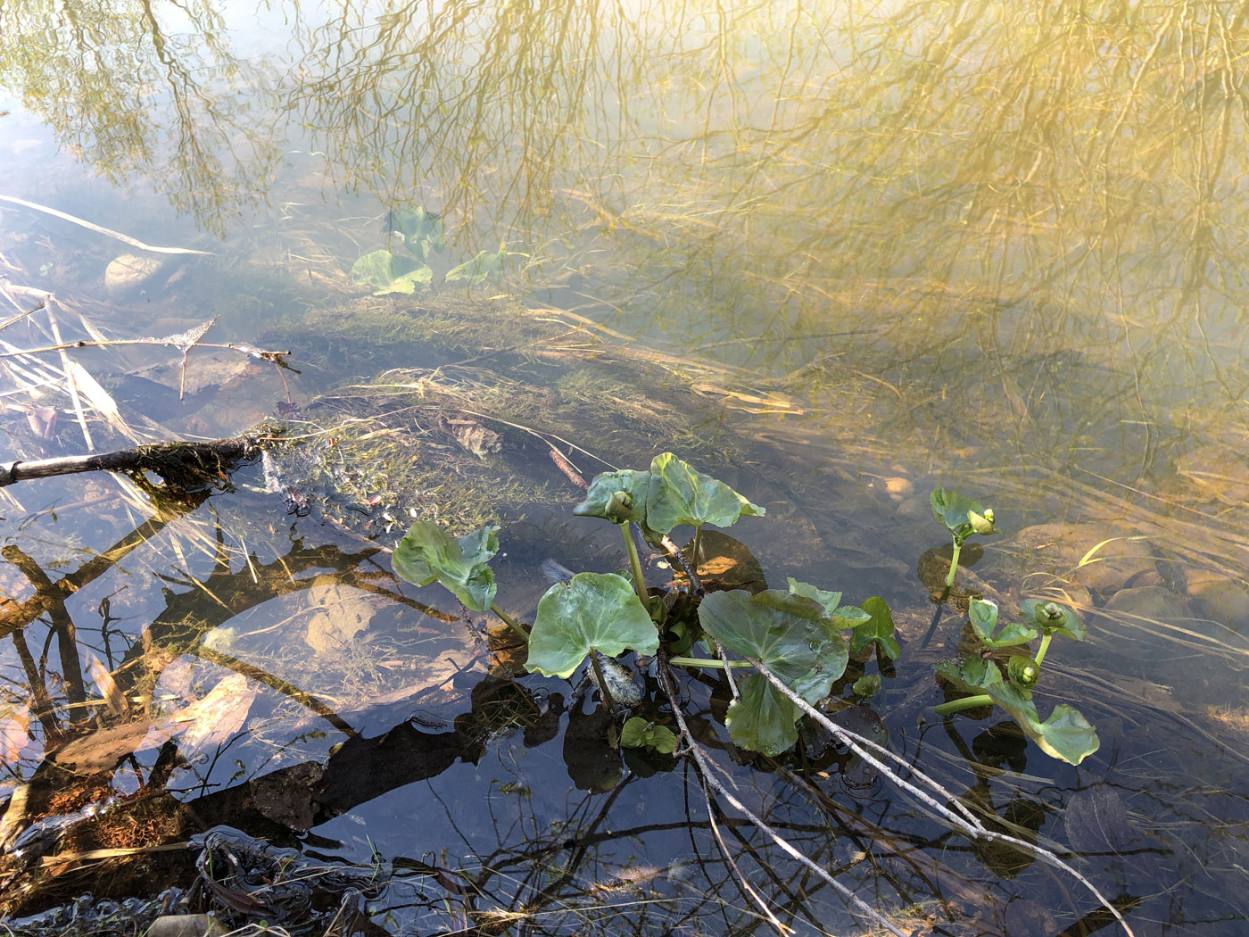 Image of genus Caltha specimen.