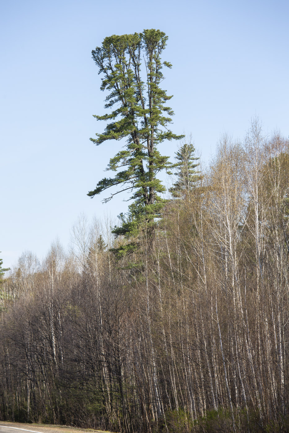 Изображение особи Pinus koraiensis.