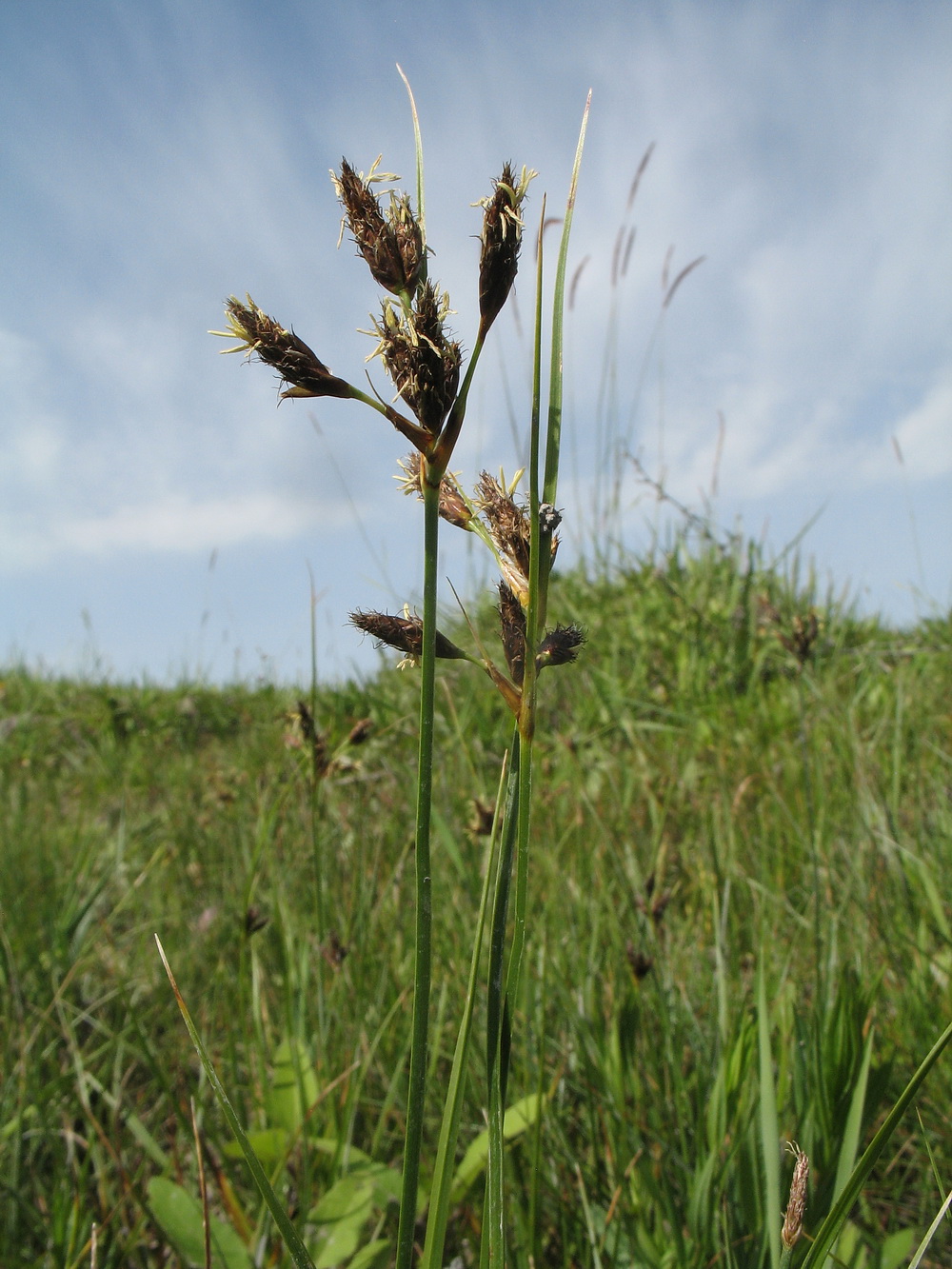 Image of genus Bolboschoenus specimen.