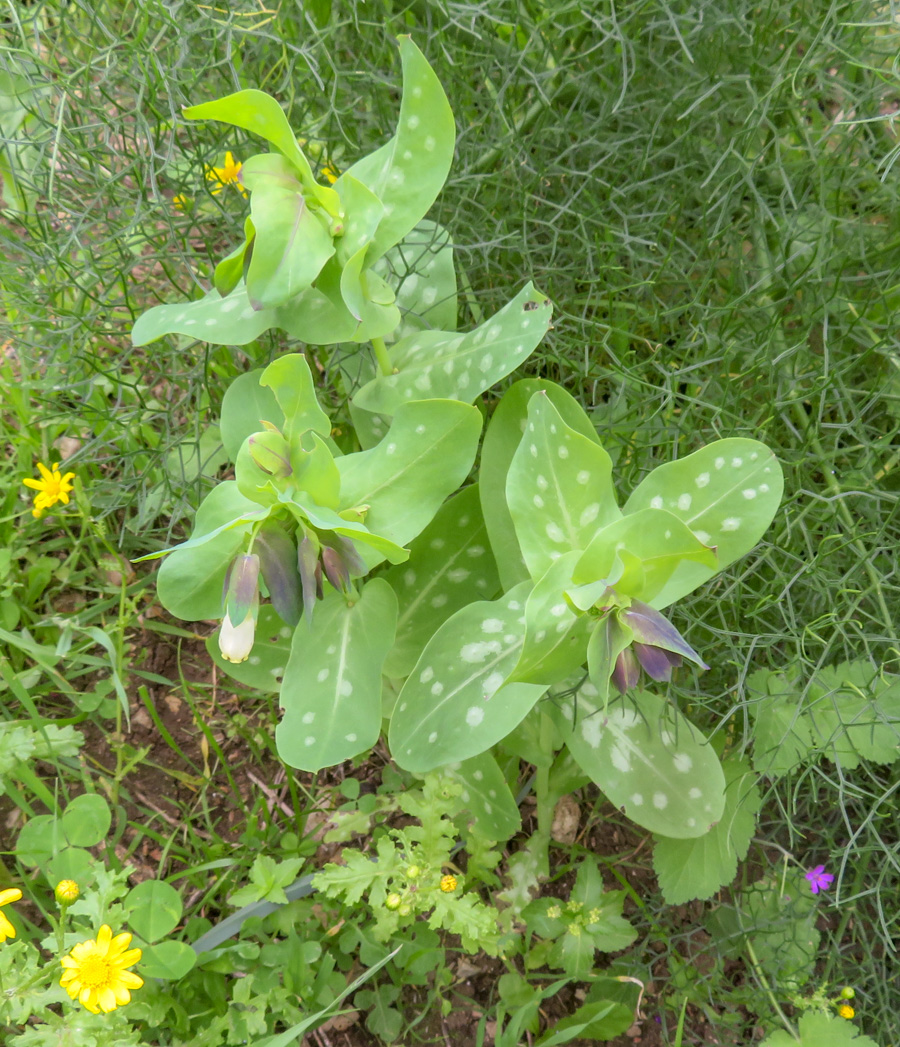 Изображение особи Cerinthe palaestina.