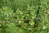 Prunus cerasifera