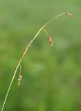 Carex sedakowii