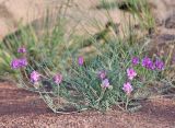 Astragalus bungeanus. Цветущее растение. Дагестан, Буйнакский р-н, окр. Чиркейского вдхр., глинистый бедленд. 27 мая 2022 г.