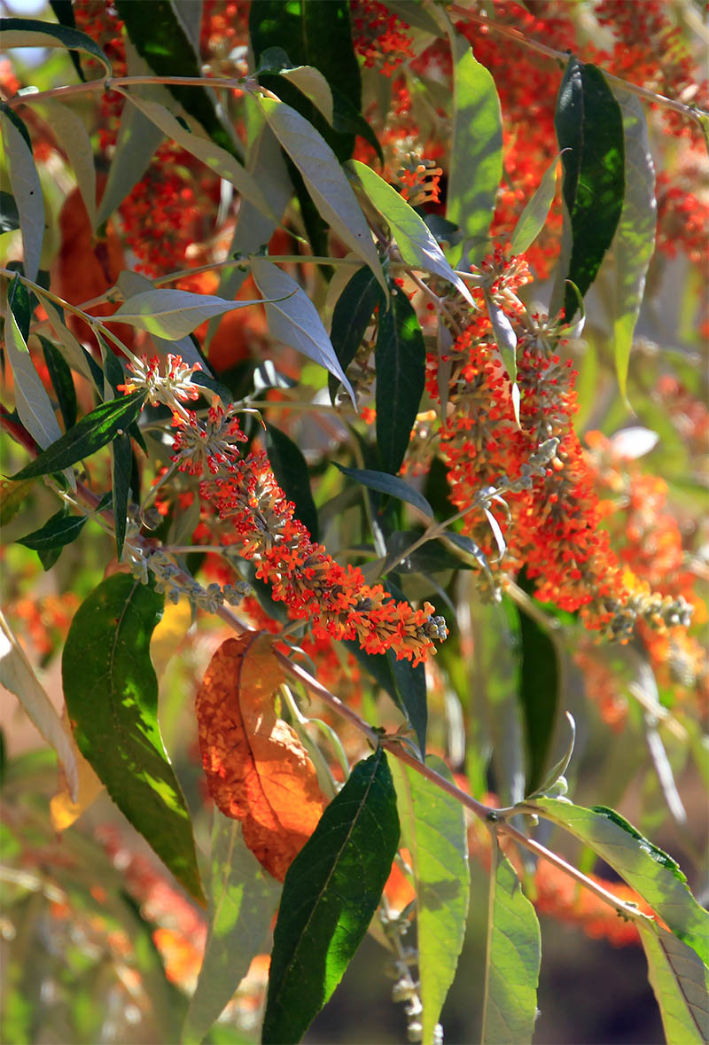 Image of Buddleja polystachya specimen.