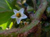 Solanum physalifolium