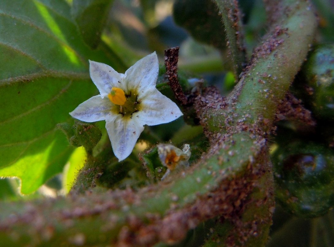 Image of Solanum nitidibaccatum specimen.