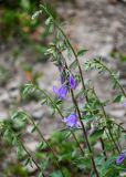 Campanula kolenatiana. Распустившееся и распускающиеся соцветия. Дагестан, Гунибский р-н, окр. с. Гамсутль, ≈ 1400 м н.у.м., осыпающийся каменистый склон. 29.07.2022.