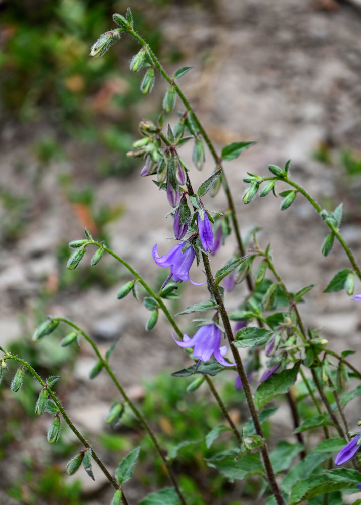 Image of Campanula kolenatiana specimen.