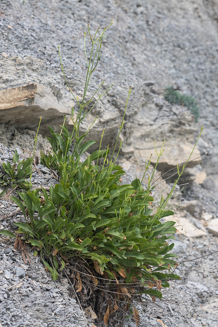 Изображение особи Cephalaria coriacea.