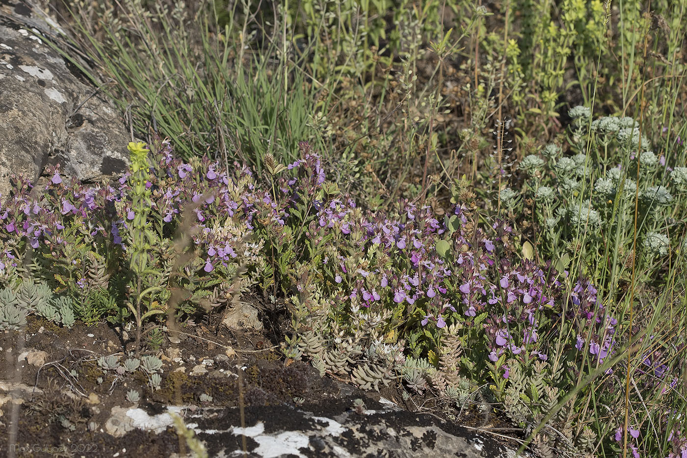 Изображение особи Teucrium chamaedrys.