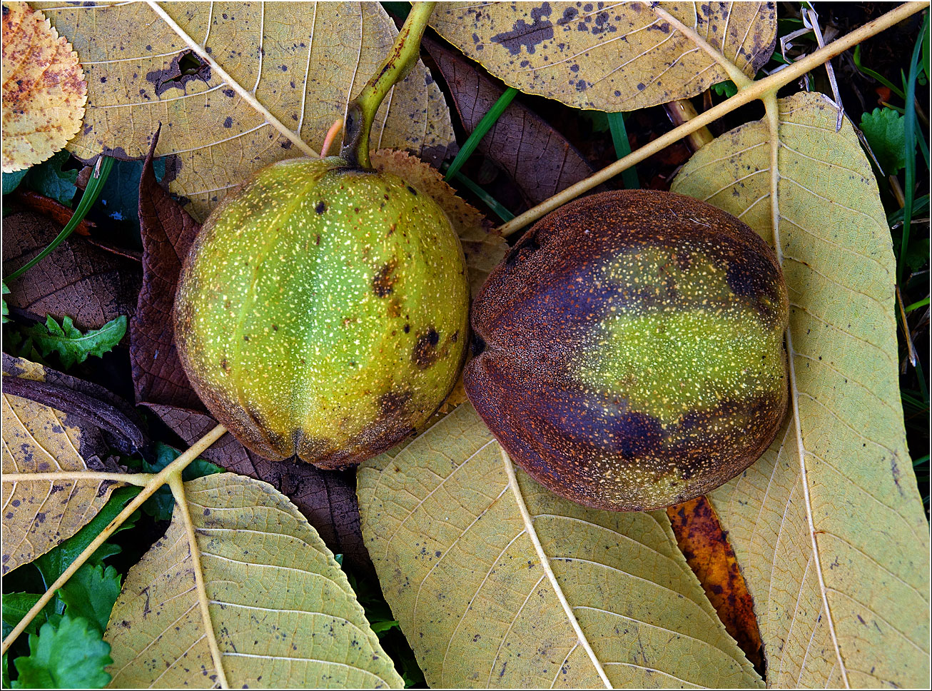 Изображение особи Juglans mandshurica.