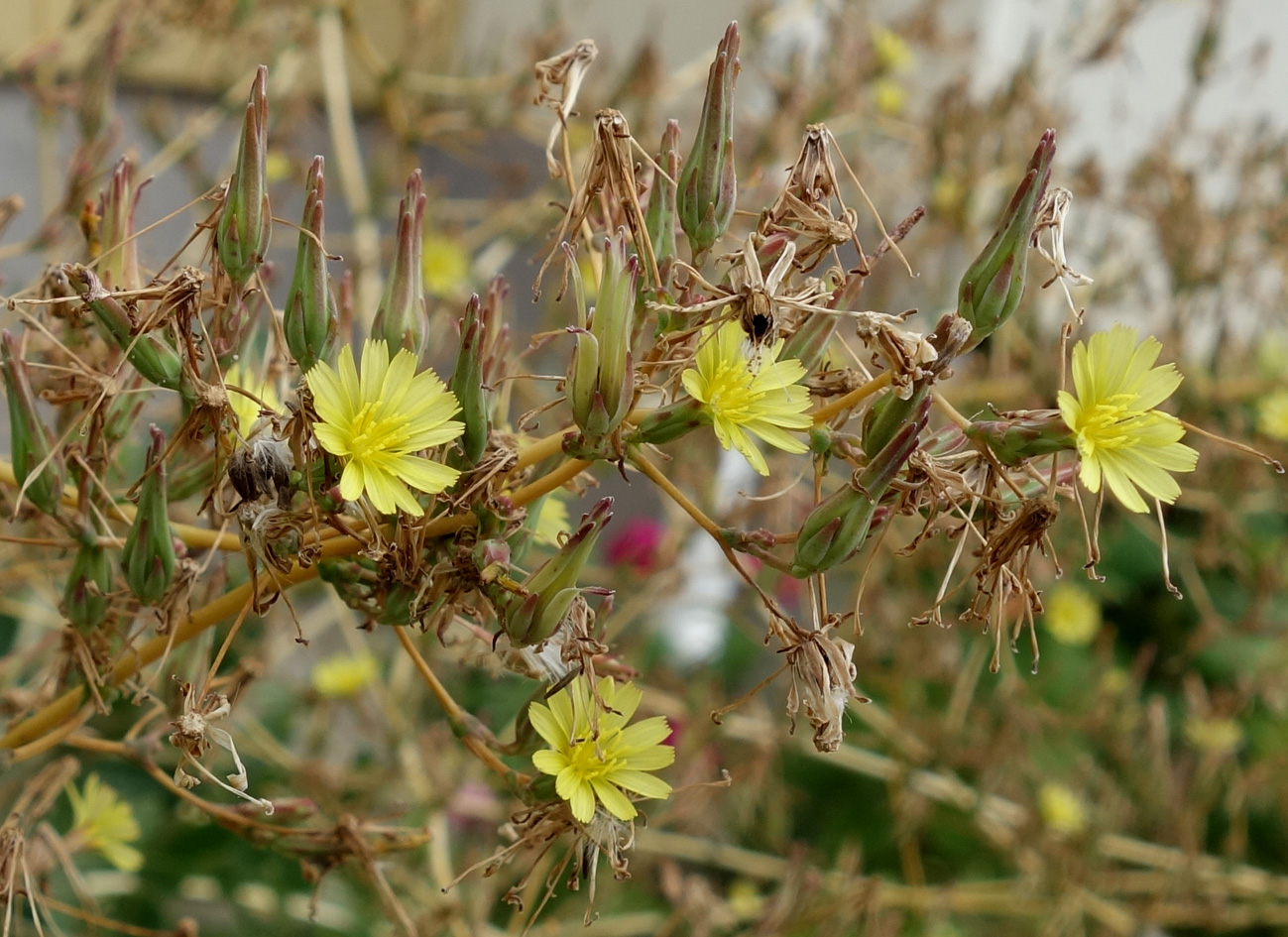 Image of Lactuca serriola specimen.