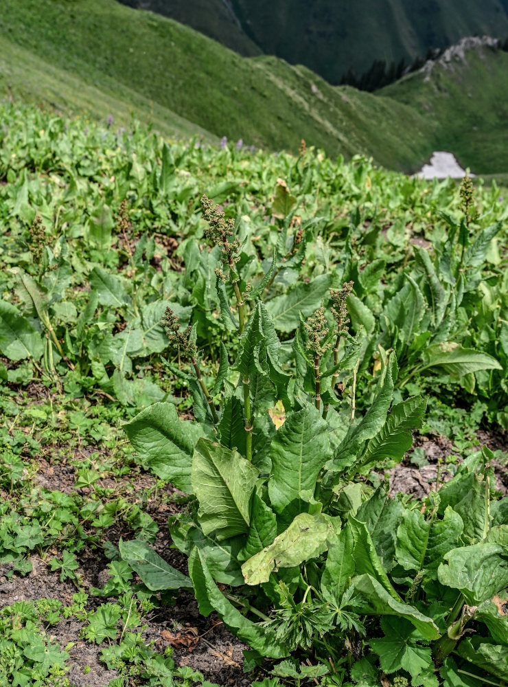 Изображение особи Rumex tianschanicus.