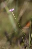 Dianthus karataviensis