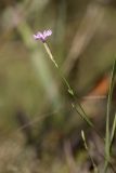 Dianthus karataviensis. Верхушка побега с цветком. Южный Казахстан, Джабаглытау, подгорная степь в 1.5 км восточнее пос. Амангельды. 07.07.2010.