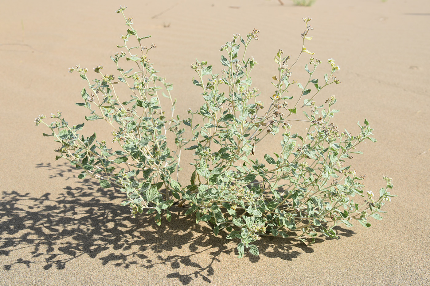 Изображение особи Heliotropium arguzioides.