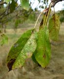 род Malus. Верхушка побега с листьями с участками некроза. Луганская народная республика, г. Луганск, балка Мощинский Яр, склон северо-западной эксп. 14.09.2022.