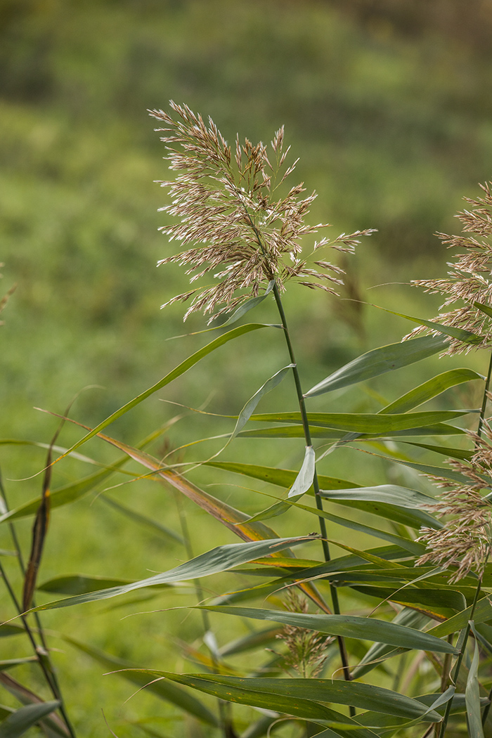 Изображение особи Phragmites australis.