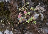 Sedum spurium