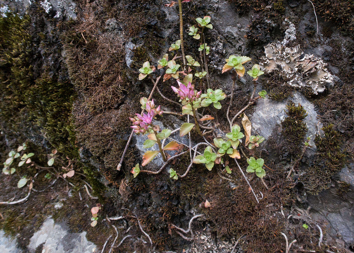 Image of Sedum spurium specimen.