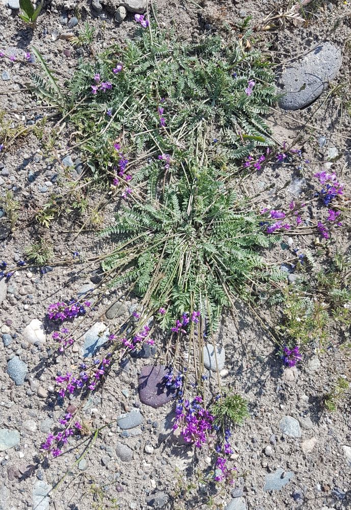 Image of Oxytropis coerulea ssp. monticola specimen.