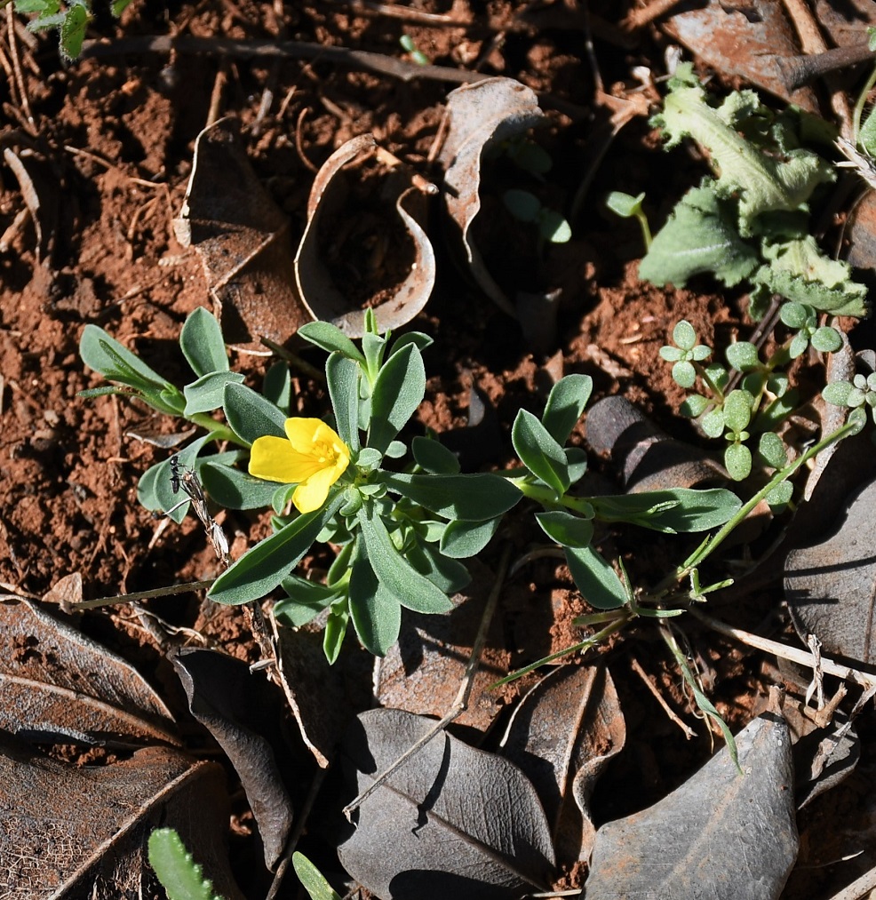 Изображение особи Linum nodiflorum.