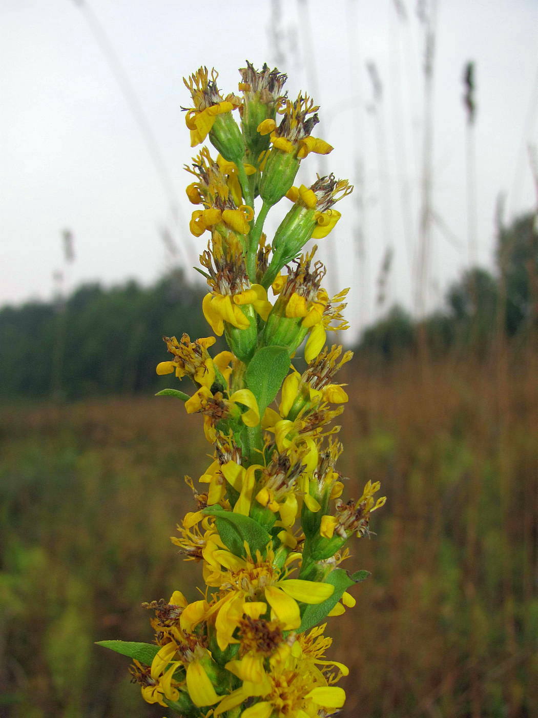 Image of Solidago virgaurea specimen.