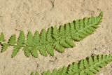 Woodsia caucasica. Вайя с сорусами (вид на абаксиальную поверхность). Республика Адыгея, Майкопский р-н, окр. пос. Каменномостский, нижняя часть каньона р. Мишоко. 30 июля 2022 г.