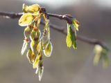 Ulmus glabra