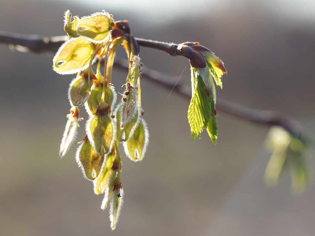 Image of Ulmus glabra specimen.