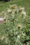 Cirsium sairamense