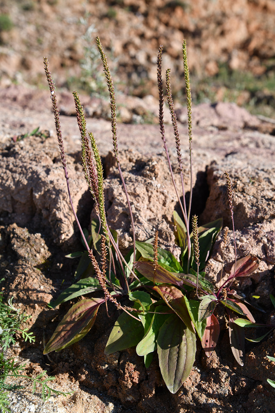 Изображение особи Plantago depressa.