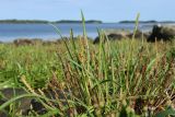 Plantago maritima