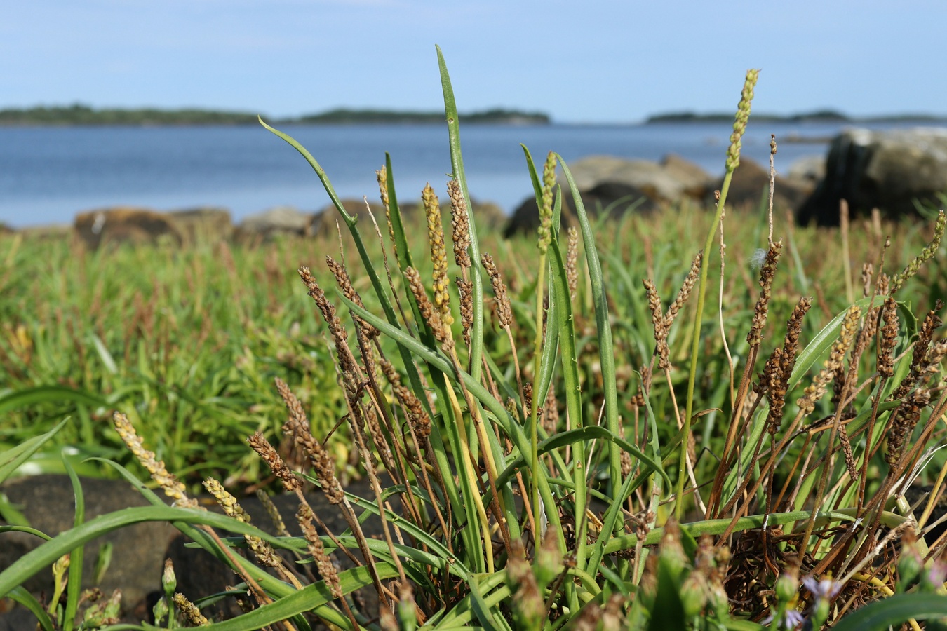 Изображение особи Plantago maritima.