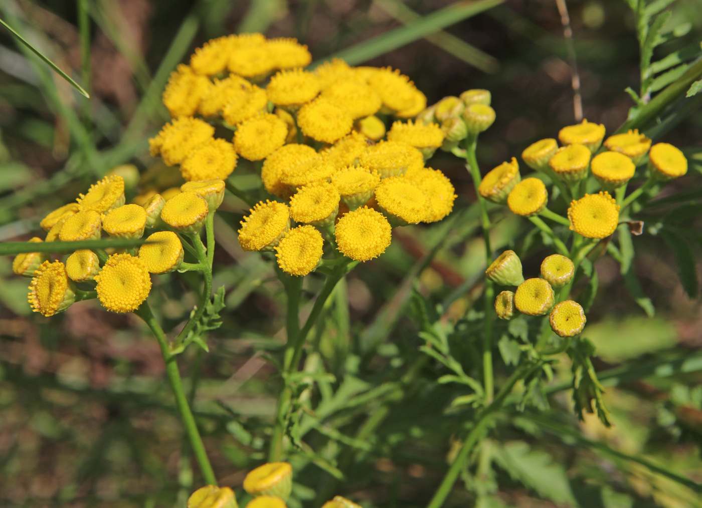 Изображение особи Tanacetum vulgare.