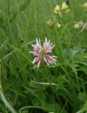 Trifolium ambiguum. Верхушка цветущего растения. Республика Ингушетия, Джейрахский р-н, окр. альплагеря \"Кязи\", выс. 2000 м н.у.м, луг. 23 июля 2022 г.