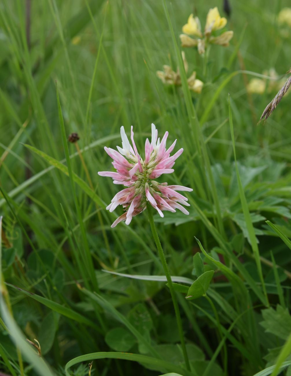 Изображение особи Trifolium ambiguum.