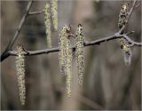 Populus tremula. Отцветшие мужские соцветия. Москва, Ферганский проезд, сохранившийся у домов лес. 12.04.2023.