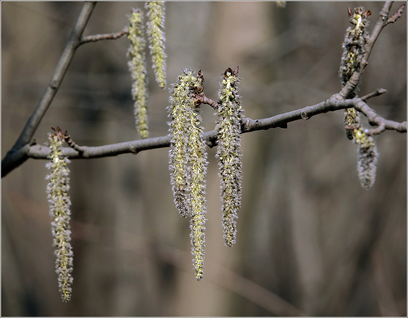 Image of Populus tremula specimen.
