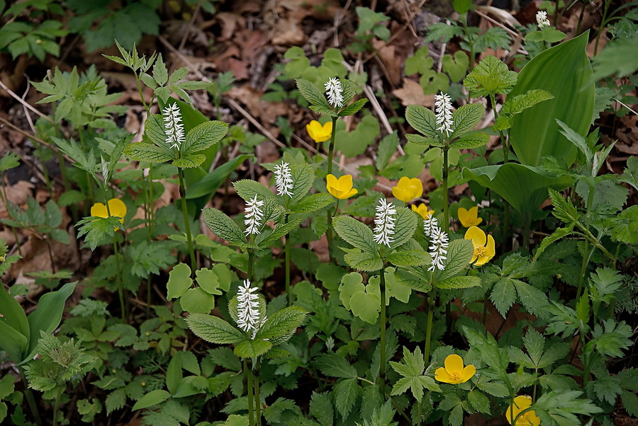 Изображение особи Chloranthus quadrifolius.